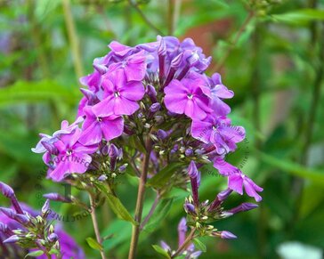 Phlox paniculata 'Blue Paradise'