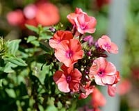 Phlox paniculata 'Orange Perfection'