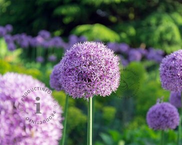 Allium giganteum