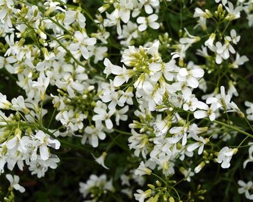 Arabis procurrens