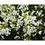 Arabis procurrens