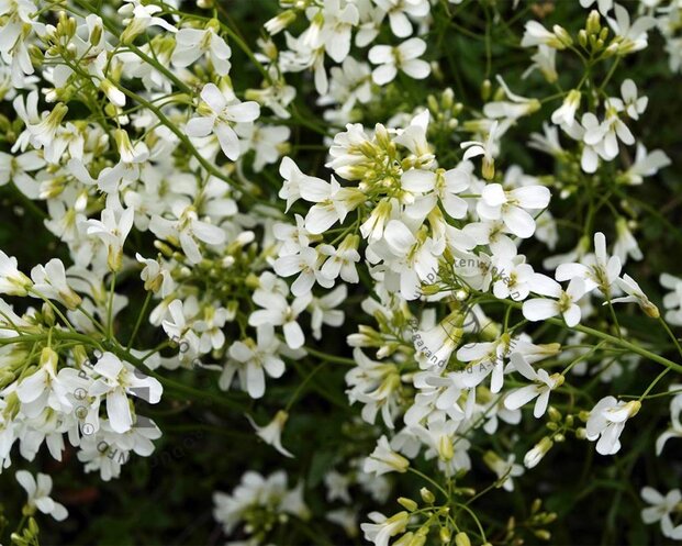Arabis procurrens