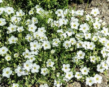 Arenaria montana