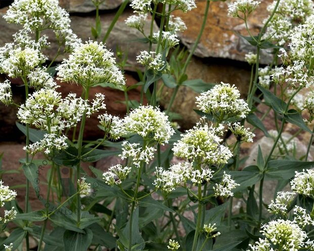 Centranthus ruber 'Albus'