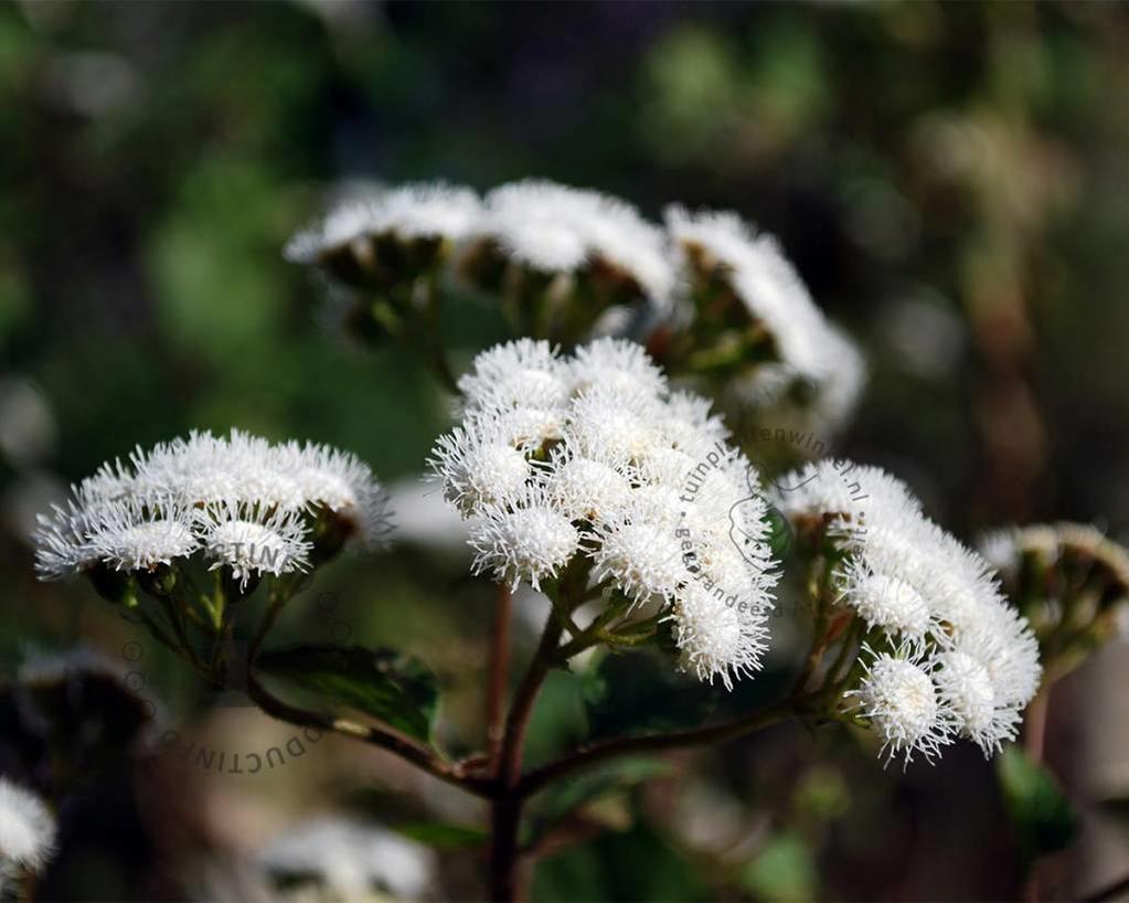 Eupatorium rugosum 'Chocolate'