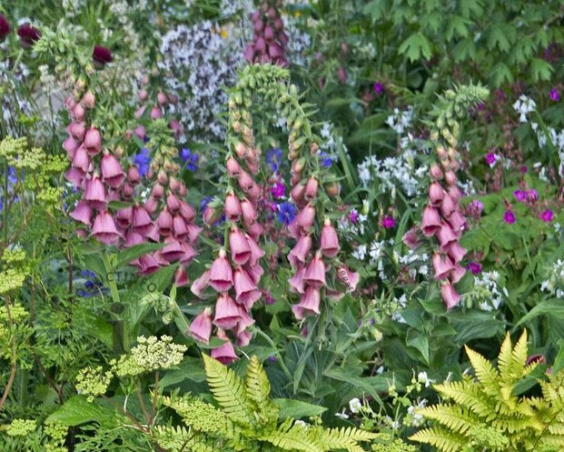Digitalis mertonensis