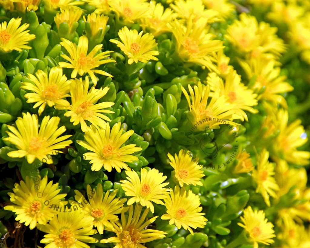 Delosperma deschampsii