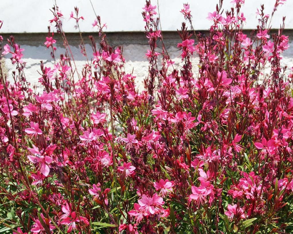 Gaura lindheimeri 'Pink Dwarf'