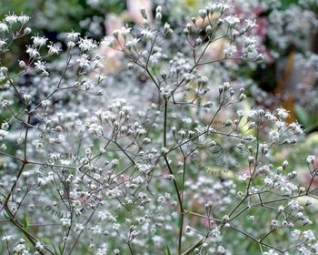 Gypsophila paniculata