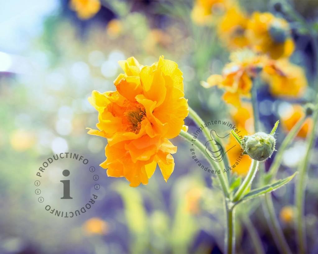 Geum chiloense 'Lady Stratheden'