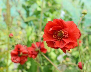 Geum chiloense 'Mrs Bradshaw'