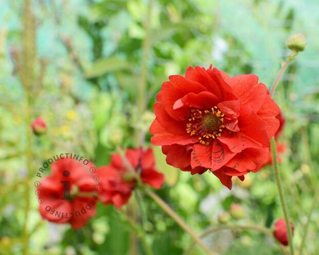 Geum chiloense 'Mrs Bradshaw'