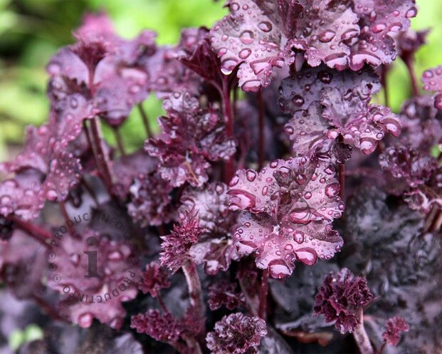 Heuchera 'Obsidian'