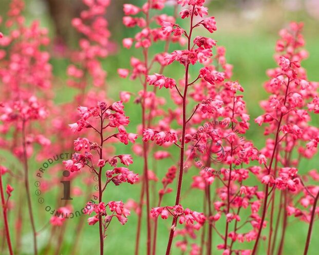 Heuchera sanguinea 'Splendens'