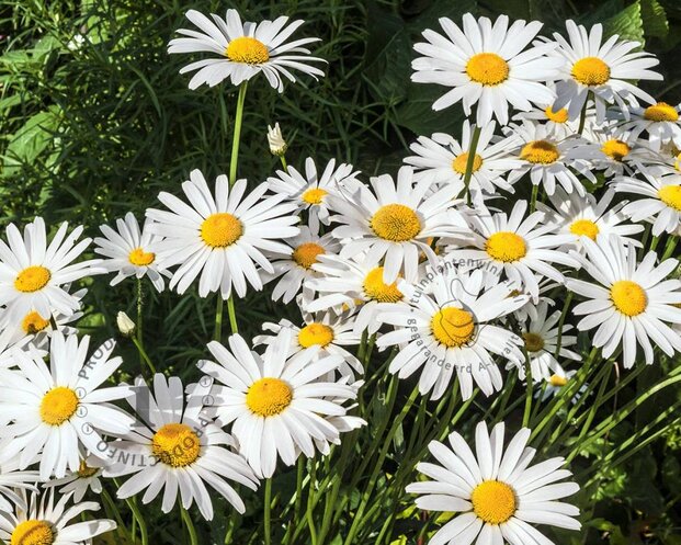 Leucanthemum vulgare 'Maikonigin'