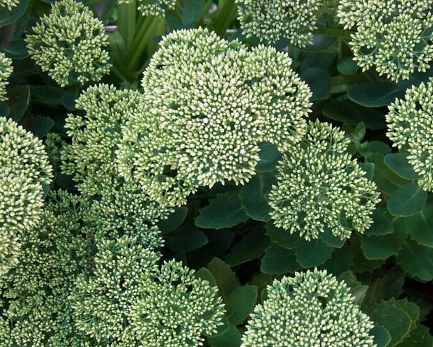 Sedum spectabile 'Stardust'