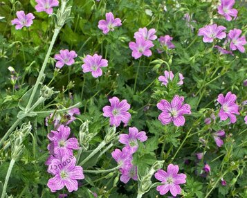 Geranium oxonianum 'Claridge Druce' image