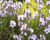 Sidalcea 'Elsie Heugh'