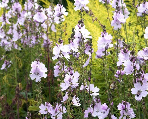 Sidalcea 'Elsie Heugh'