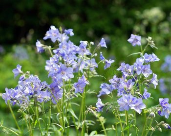 Polemonium reptans 'Blue Pearl'