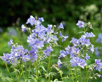 Polemonium reptans 'Blue Pearl' image