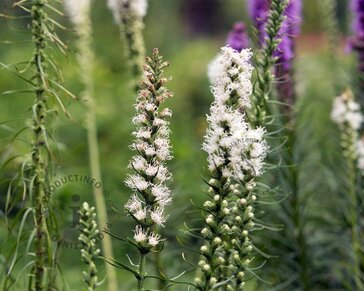 Liatris spicata 'Alba'