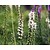 Liatris spicata 'Alba'