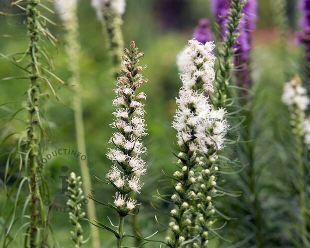 Liatris spicata 'Alba'
