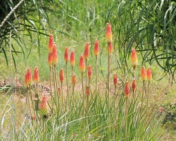 Kniphofia 'Alcazar'