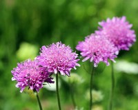 Scabiosa columbaria 'Pink Mist'