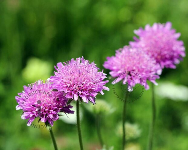 Scabiosa columbaria 'Pink Mist'