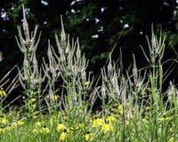 Veronicastrum virginicum 'Album'