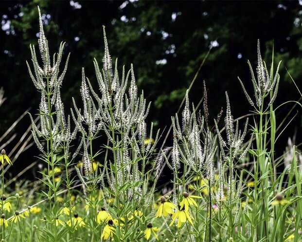Veronicastrum virginicum 'Album'
