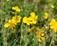 Helianthemum 'Golden Queen'