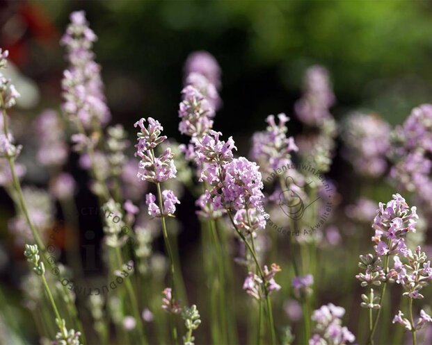 Lavandula angustifolia 'Rosea'
