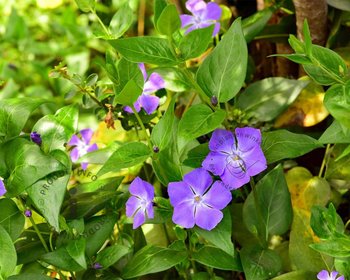 Vinca major