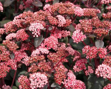 Sedum 'José Aubergine'