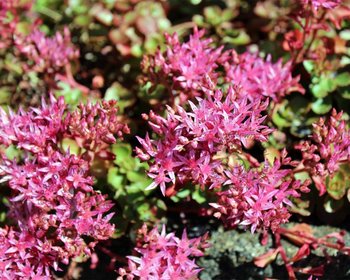 Sedum spurium 'Fuldaglut'