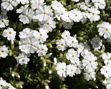 Phlox subulata 'Maischnee'