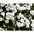 Phlox subulata 'Maischnee'