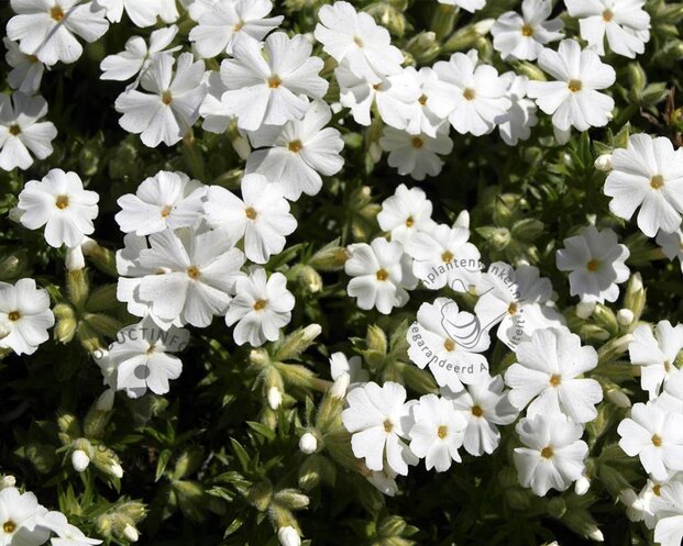 Phlox subulata 'Maischnee'