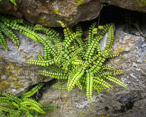 Asplenium trichomanes