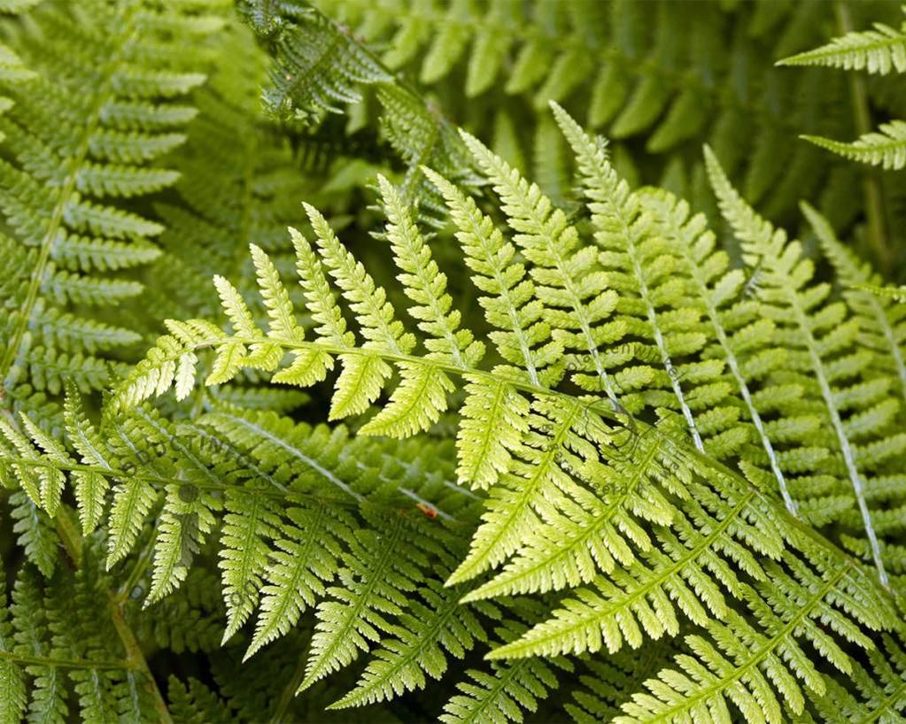 Athyrium filix-femina