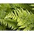 Athyrium filix-femina
