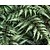 Athyrium niponicum 'Pictum'
