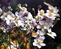 Anemone tomentosa 'Robustissima'