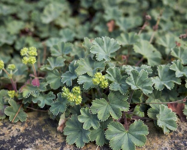 Alchemilla erythropoda