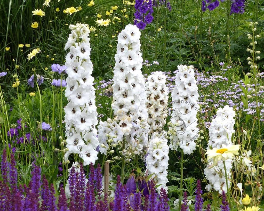 Delphinium pacific 'Galahad'