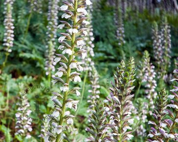 Acanthus mollis