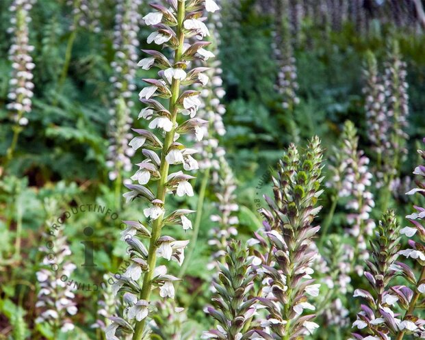 Acanthus mollis
